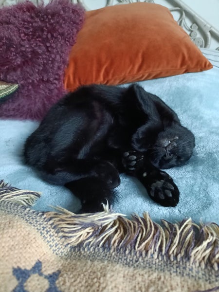 Sweet Snuggly Cat Needs a New Loving Home Carousel 1