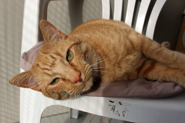 Cats Protection Canterbury - Sunny Carousel 1