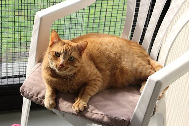 Cats Protection Canterbury - Sunny Carousel 2