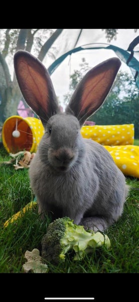 Flemish Giant kits Carousel 1