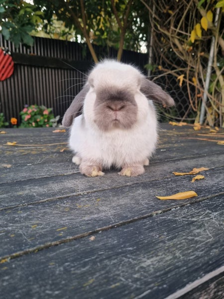 Purebred Mini Lop Carousel 1