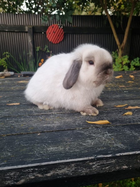 Purebred Mini Lop Carousel 2