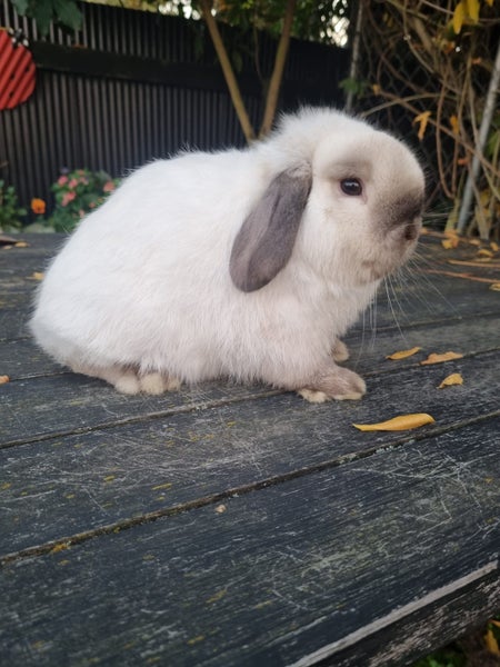 Purebred Mini Lop Carousel 4