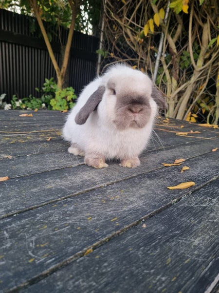 Purebred Mini Lop Carousel 4