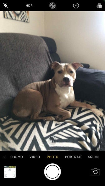 American Staffordshire63614943240833110