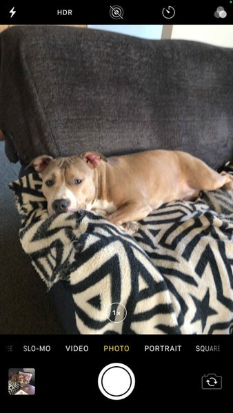 American Staffordshire63614943240833111
