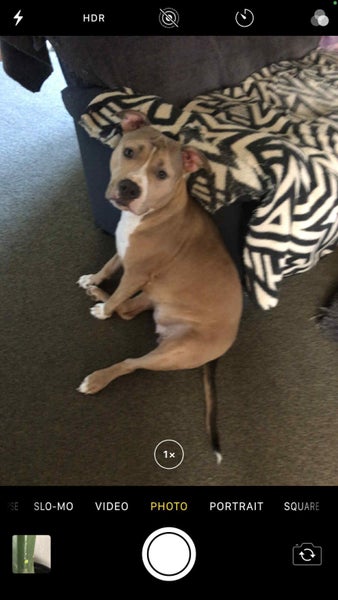 American Staffordshire63614943240833112