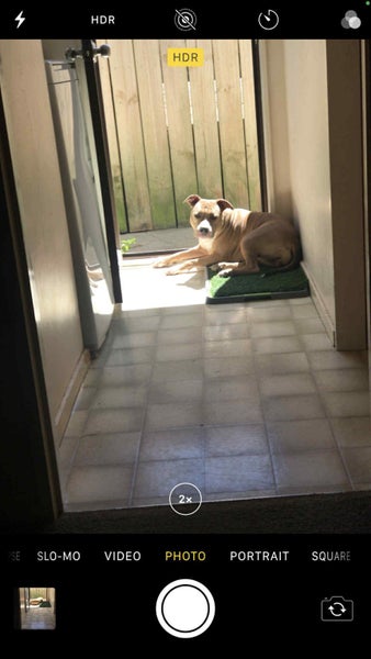 American Staffordshire63614943240833113