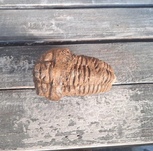 Fossil Trilobite Carousel 1