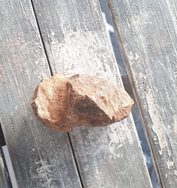 Fossil Trilobite Carousel 3