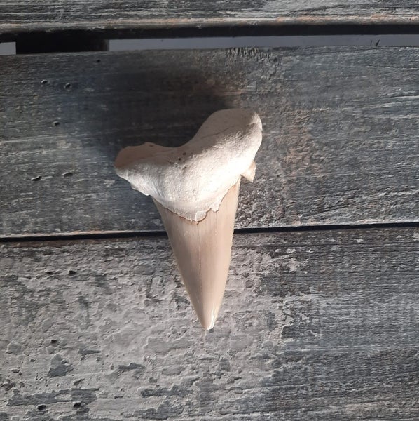 Fossil Shark tooth Carousel 2