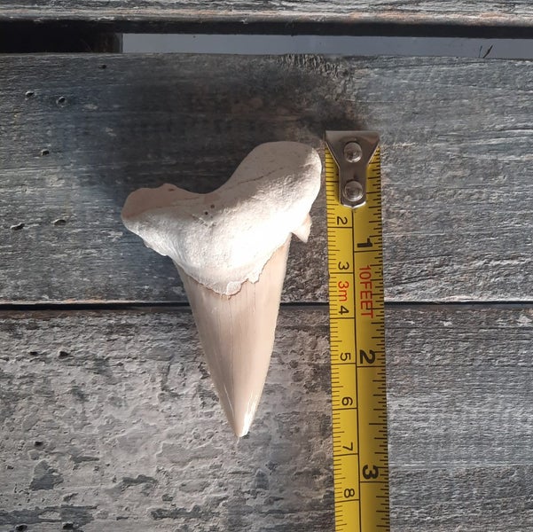 Fossil Shark tooth Carousel 3