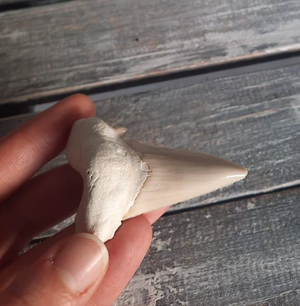 Fossil Shark tooth Carousel 1