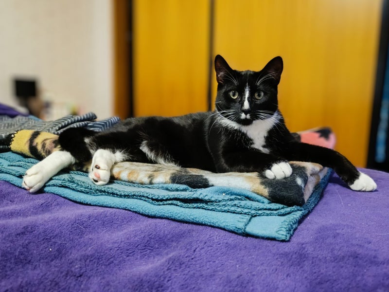 CAT RESCUE CHRISTCHURCH - Ready for Adoption - Gus Carousel 2