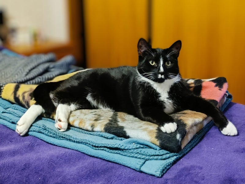 CAT RESCUE CHRISTCHURCH - Ready for Adoption - Gus Carousel 1