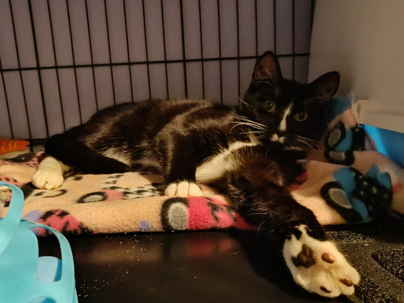 CAT RESCUE CHRISTCHURCH - Ready for Adoption - Gus Carousel 20