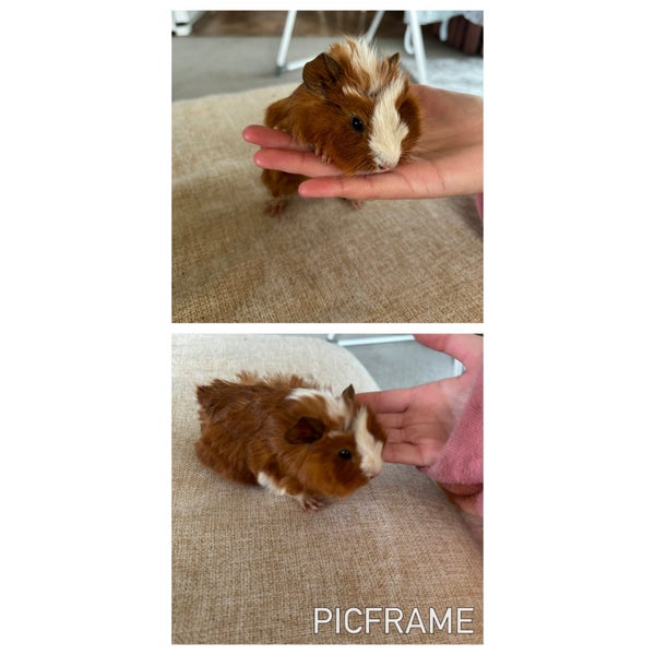Guinea pig babies Carousel 1