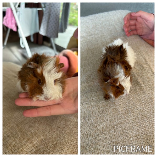Guinea pig babies Carousel 2