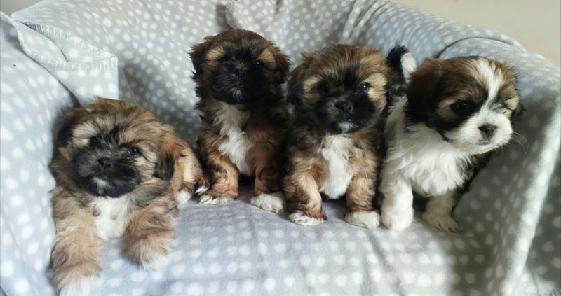 Shih Tzu puppy Carousel 1
