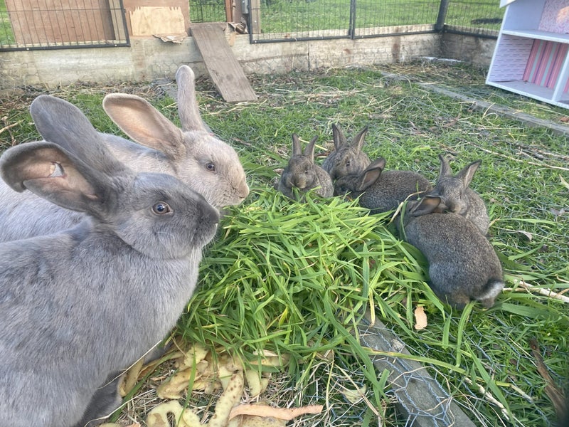 Pet bunnies Carousel 1