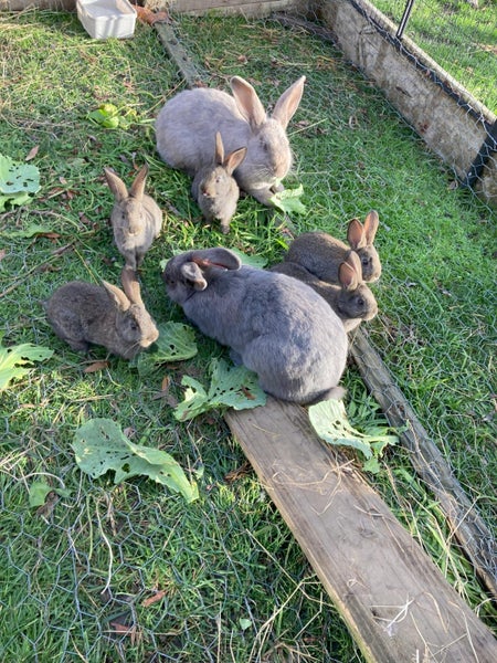 Pet bunnies Carousel 2