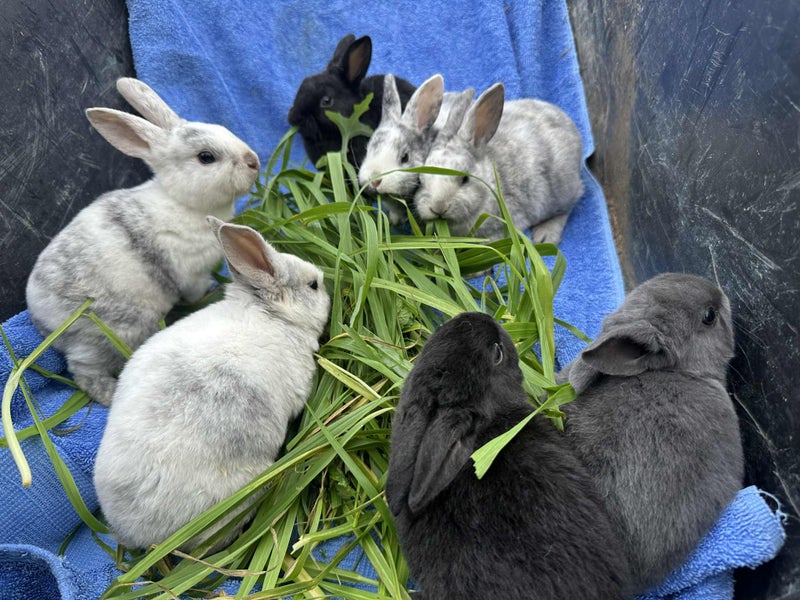 Purebred Standard Rex Rabbits Carousel 1