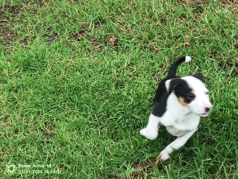 Border Collie Pup Carousel 6