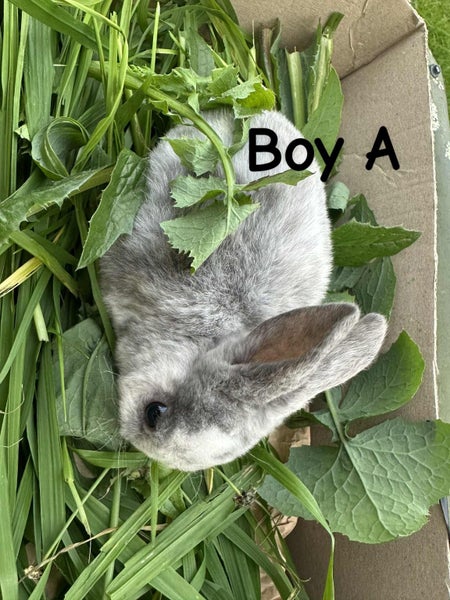 Purebred Standard Rex Rabbits Carousel 2