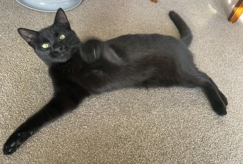 Winter - female 6 mths - Cat Care Loburn/Chch Carousel 1