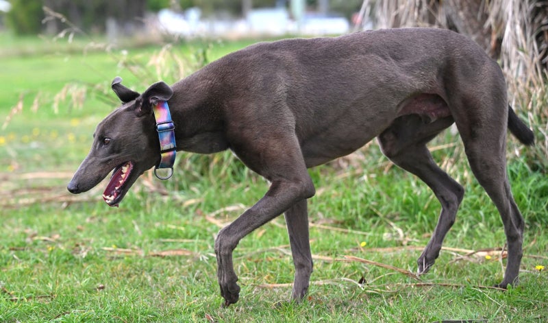 Austin – Sensitive, Smart, and Stunning Blue Greyhound Carousel 3