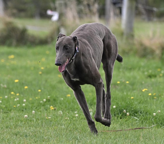 Austin – Sensitive, Smart, and Stunning Blue Greyhound Carousel 2