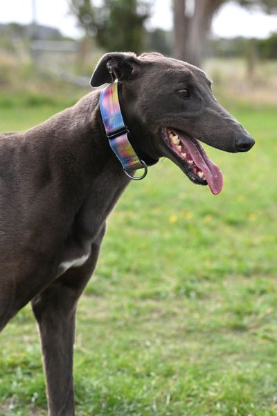 Austin – Sensitive, Smart, and Stunning Blue Greyhound Carousel 1