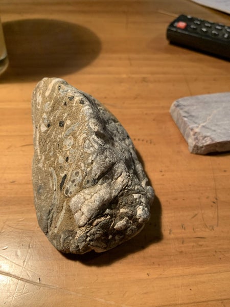 Belemnite/shell fossil Carousel 2