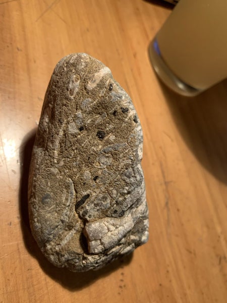 Belemnite/shell fossil Carousel 3