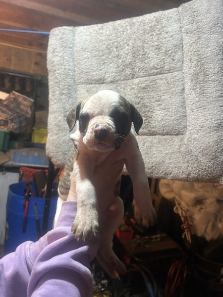 American Bulldog puppies Carousel 1
