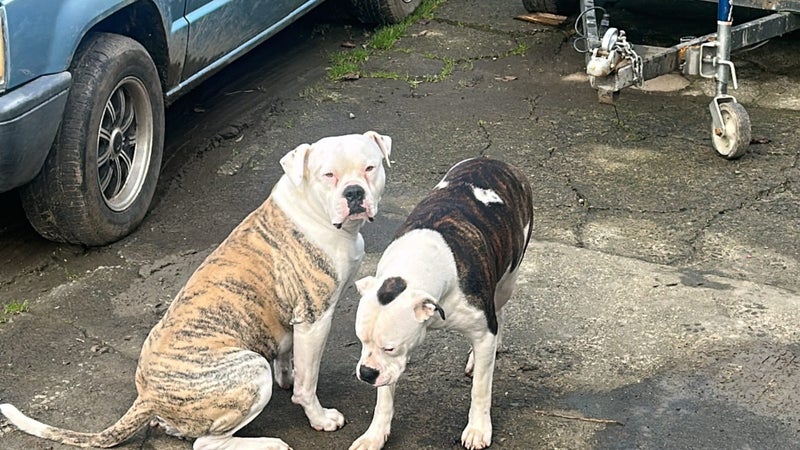 American Bulldog puppies Carousel 18