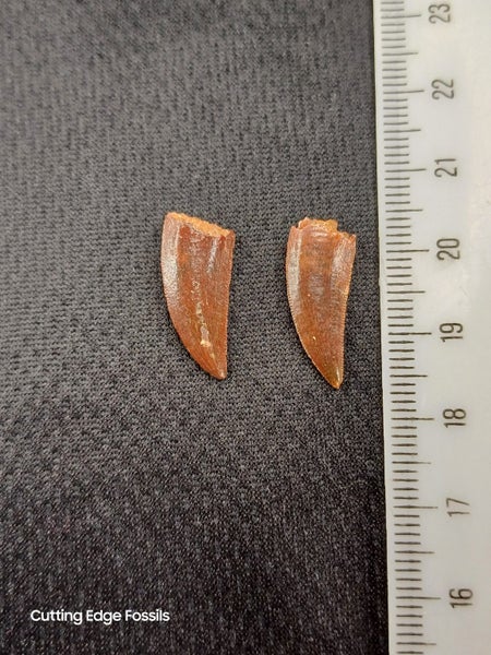 Abelisaur (Dinosaur) Fossil Tooth (A) Carousel 1