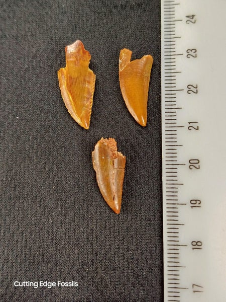 Abelisaur (Dinosaur) Fossil Tooth (B) Carousel 1
