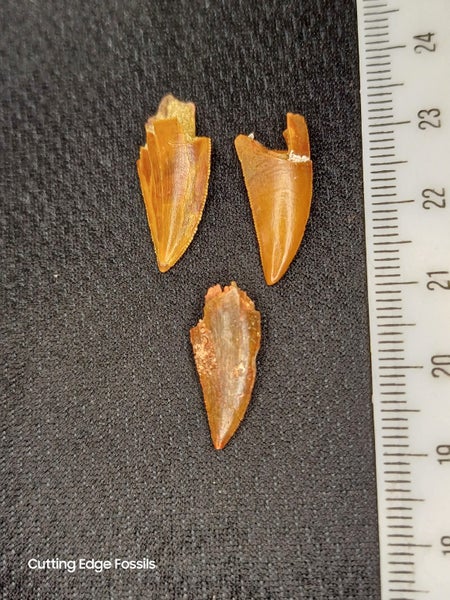 Abelisaur (Dinosaur) Fossil Tooth (B) Carousel 2