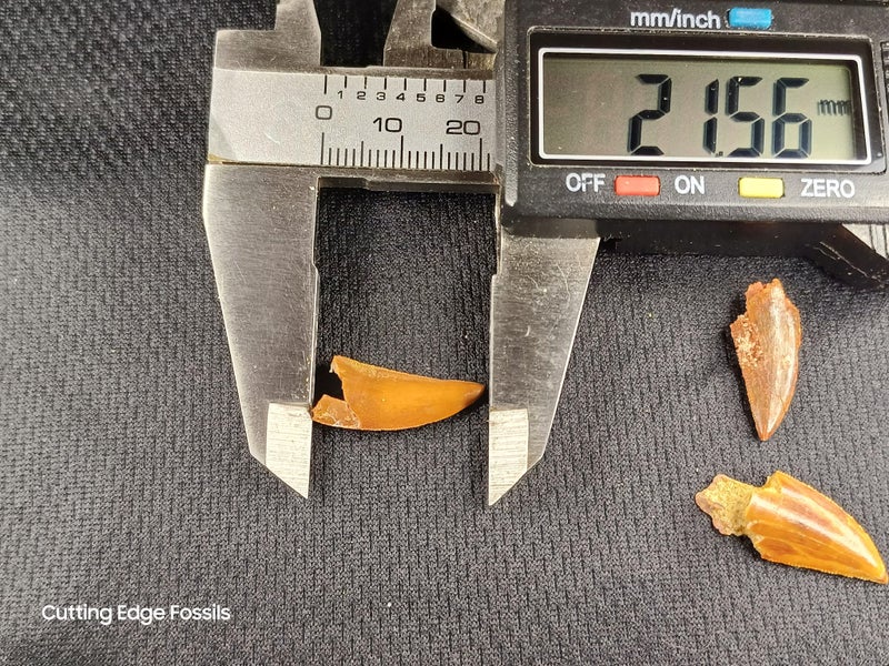 Abelisaur (Dinosaur) Fossil Tooth (B) Carousel 13