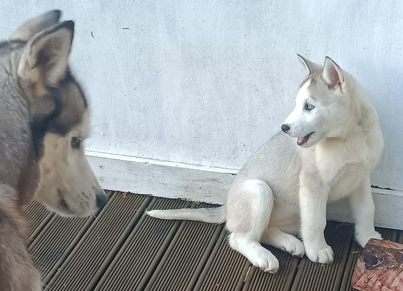 Beautiful Purebred Siberian Husky Puppies Carousel 9