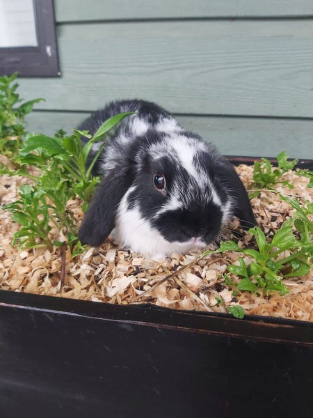 Mini Lop Rabbit kits Carousel 1