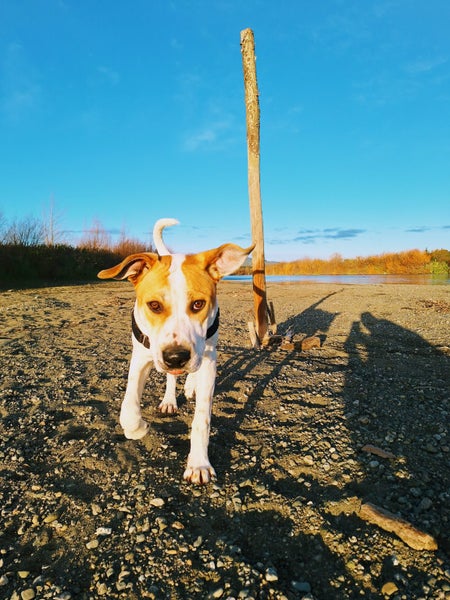 Irving (Ellie's Canine Rescue & Rehome) Carousel 1