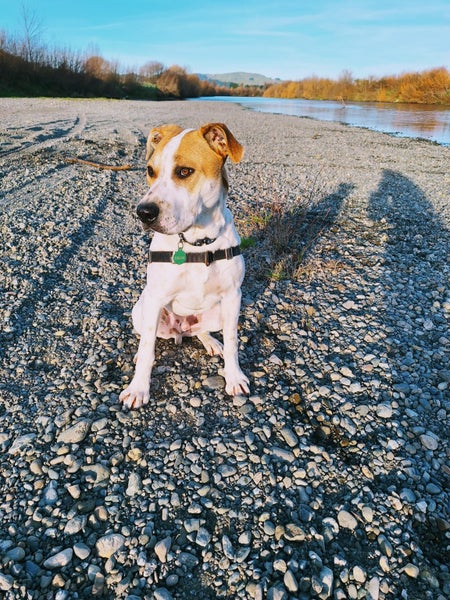 Irving (Ellie's Canine Rescue & Rehome) Carousel 2