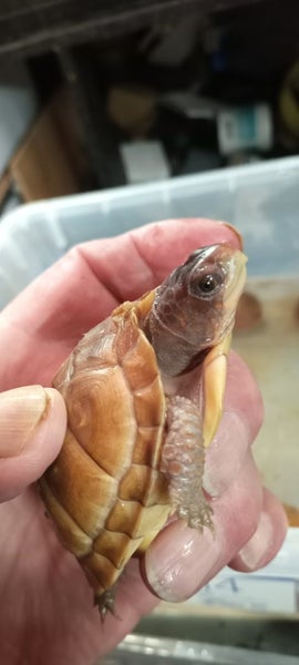 Three-Toed Box Turtle young. Carousel 1
