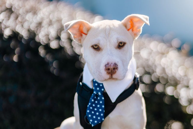 Ember (Ellie's Canine Rescue & Rehome) Carousel 1