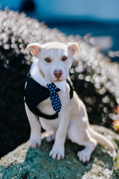 Ember (Ellie's Canine Rescue & Rehome) Carousel 2
