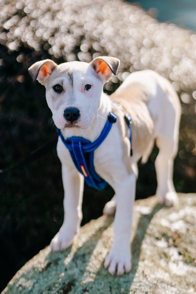 Lucy (Ellie's Canine Rescue & Rehome) Carousel 1