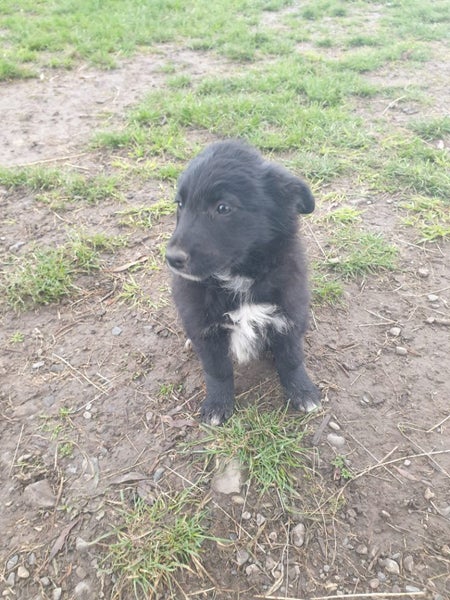 Boarder Collie x Huntaway farm working dog puppies Carousel 2