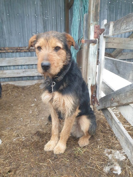 Boarder Collie x Huntaway farm working dog puppies Carousel 9